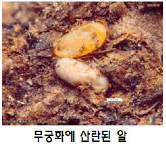 무궁화 나무 줄기에 산란된 알(경남 진영, 충북 오창, 2012)