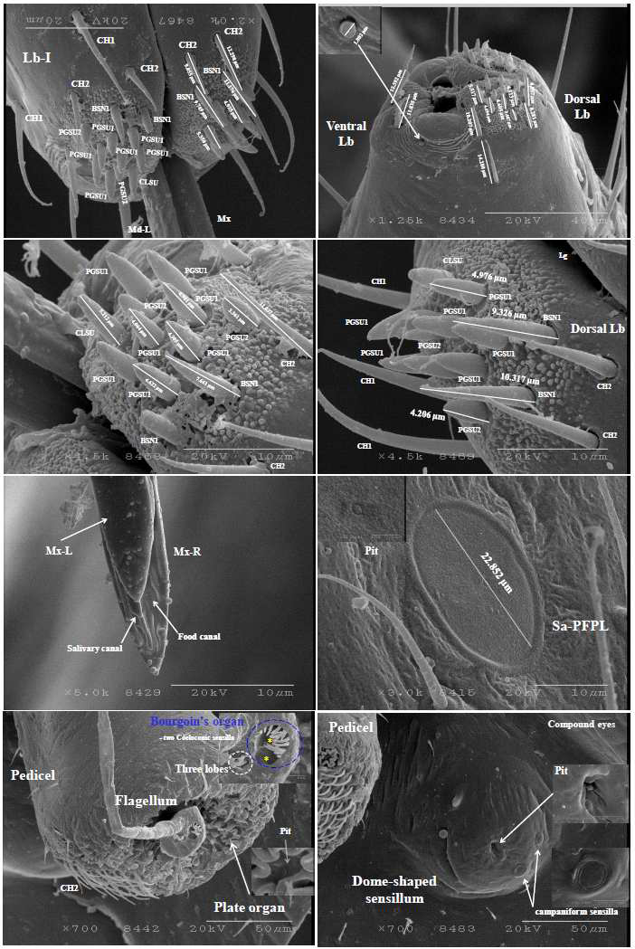 미국선녀벌레 수컷 성충의 구기와 더듬이 및 주변 감각기 미세구조 사진