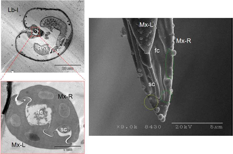 미국선녀벌레 작은턱 구침(Mx)의 말단에서 형성된 먹이섭식 통로(fc)와 침분비 통로 (sc) 미세구조