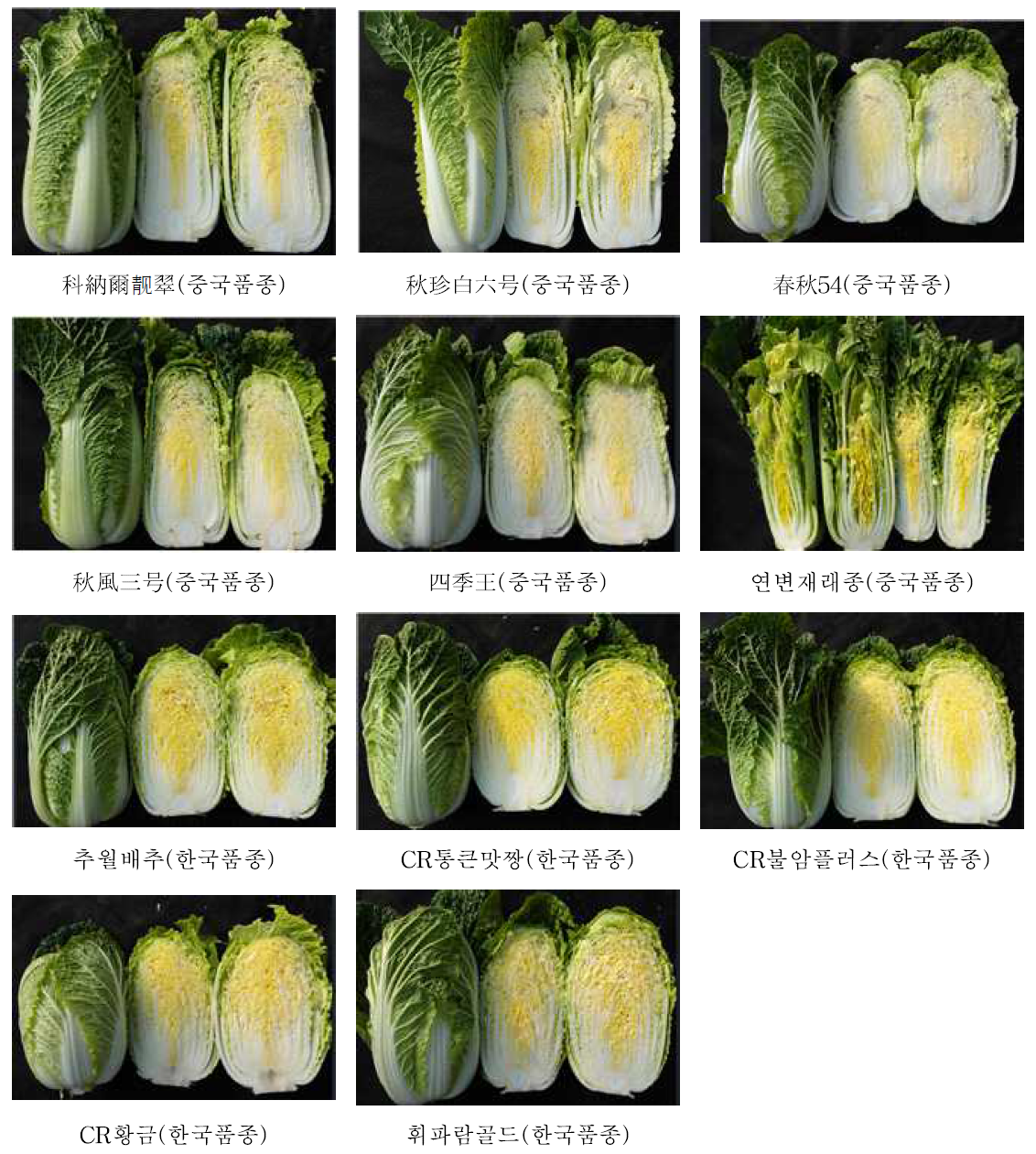 배추 공시품종 사진