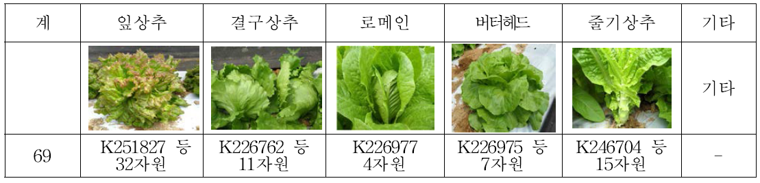 상추 품종형별 자원수(2014∼2015)