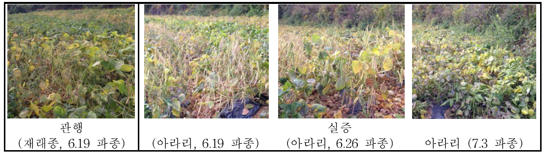 횡성지역 생육상황(2015년)