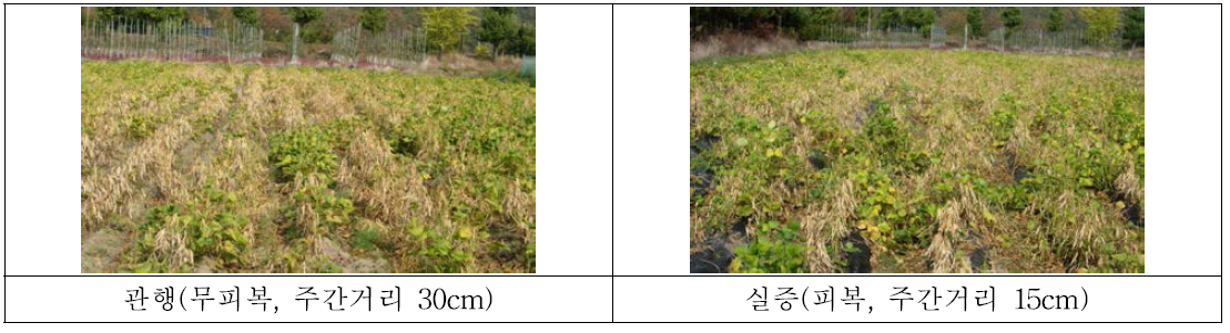 천안지역 생육상황(2015년)