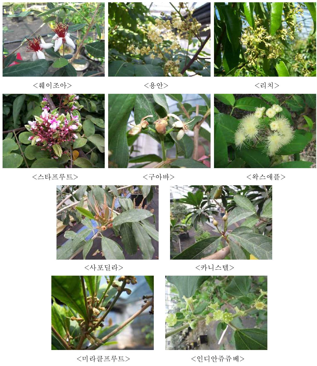 유망 열대/아열대 과수류 개화 사진