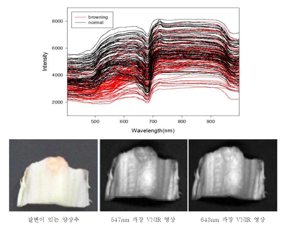 정상 및 갈변 양상추와 가시광/근적외선 스펙트럼 및 파장영상