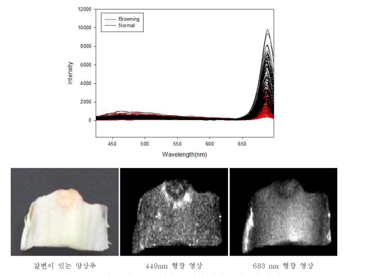 양상추의 정상부위와 갈변부위의 형광 스펙트럼 및 영상