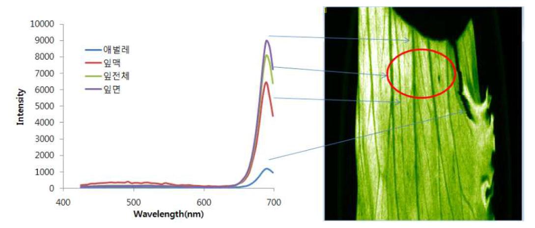 양상추와 애벌레의 형광 스펙트럼 및 688.5nm 파장의 형광 영상
