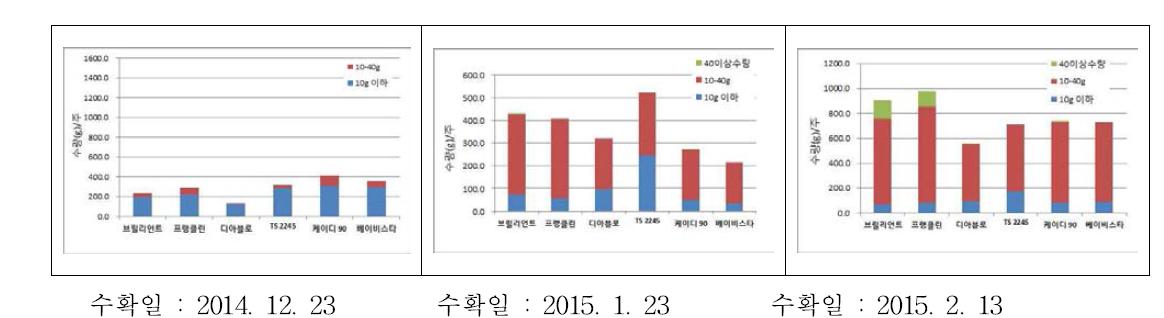 방울다다기양배추 품종에 따른 수확기별 1주당 수량