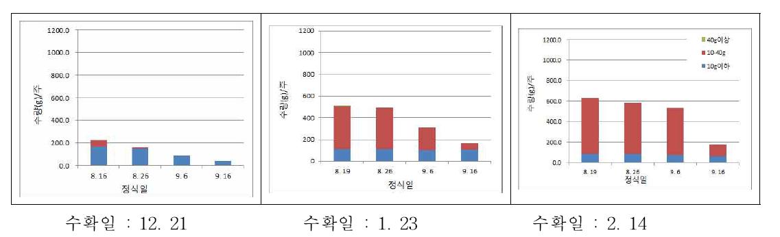 방울다다기양배추 정식기에 따른 수확기별 1주당 수량