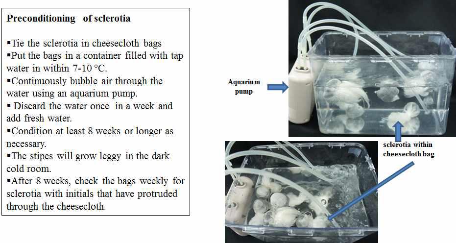 Production of apothecia (in vitro) from sclerotia of the causal organismof mulberry popcorn disease.