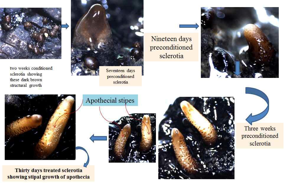 The developmental processes of apothetia on the surface of sclerotia.