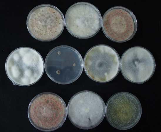 The various fungi isolated from mulberry fruits showing popcorn disease