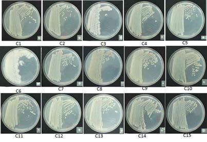 Bacteria isolated from soil.