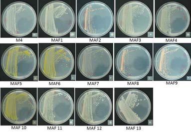 Bacteria isolated from muberry