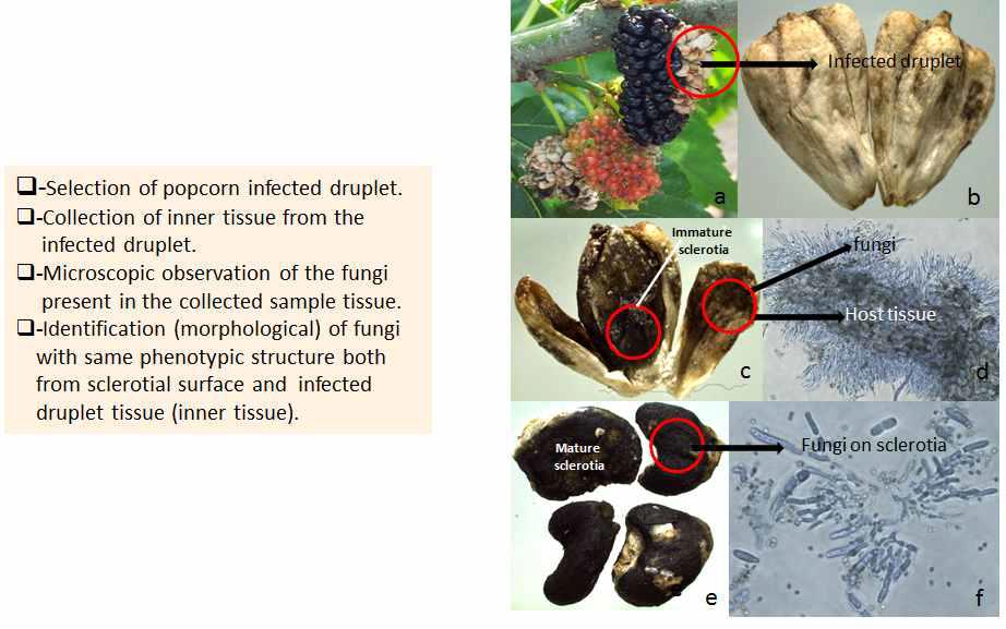 Observation of fungal structure on the surface of infected mulberry fruits.