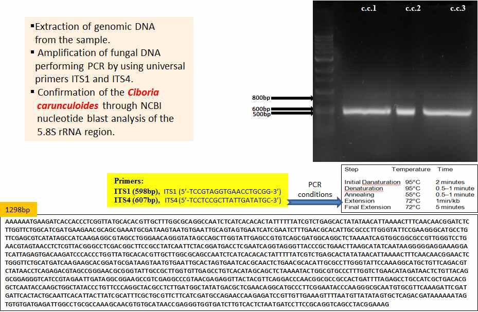 The protocol for DNA isolation, PCR, and sequences