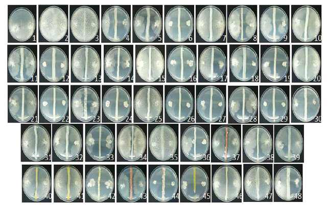The dual culturing screening for antagonistic effects of bacteria