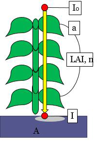 작물의 수광 패턴 모식도