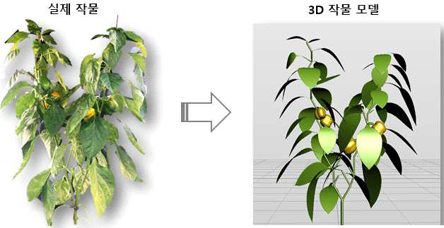 3차원 그래픽 프로그램을 이용한 작물 형태 모델링