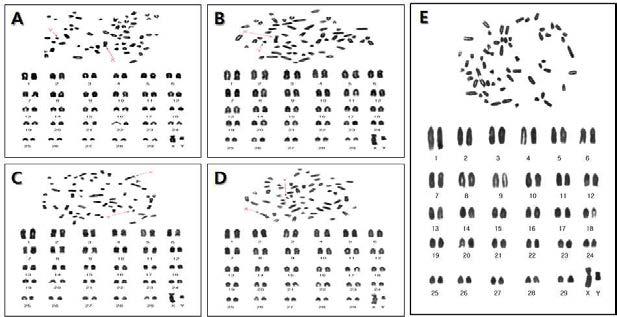 A metaphase spread of endangered bovine chromosome and its karyotype using GTG-banding method. (A) Korean Yellow cattle, (B) Korean Native Stripped cattle (C) Korean Black cattle (D) Korean White cattle and Cloned Korean White Cattle