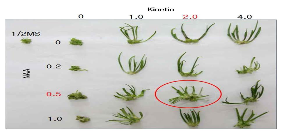 1/2MS배지 생장조정제 농도별 신초생육 비교