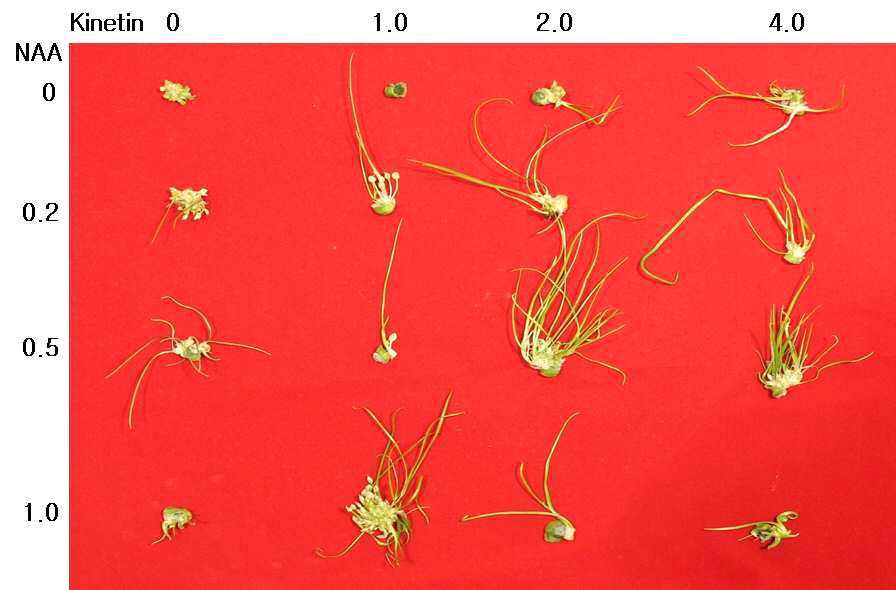 MS배지 생장조정제 농도별 신초생육 비교