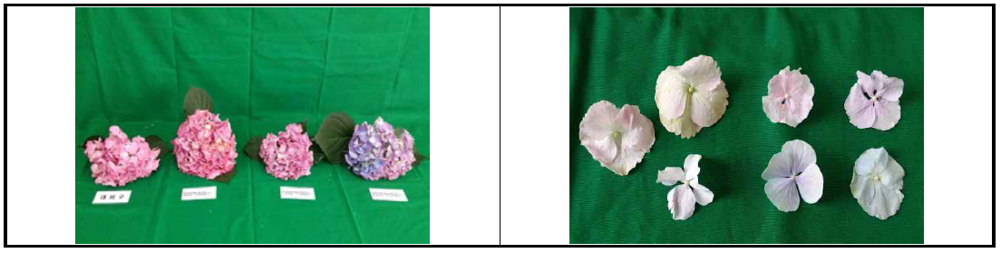 황산알루미늄 관주에 따른 화색 및 꽃받침 화색변화(좌:르네이트, 우:베르나) (좌로부터 무처리, 500ppm, 1,000ppm, 2,000ppm, 상 250ml 관주, 하 500ml 관주)