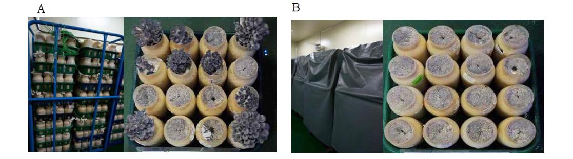 느타리버섯 차광처리에 따른 30일 배양 후 발이균일도 ; A 무차광, B 99% 차광처리