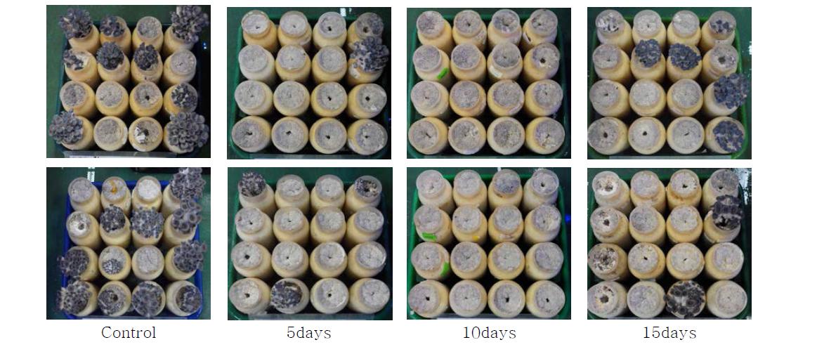 느타리버섯 차광처리 기간별 발이균일도 모습