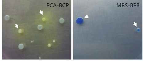 Color formation (yellow on PCA-BCP and blue on MRS-BPB agar plates) by L. plantarum colonies.