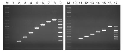 Multiplex PCR patterns of various lactic acid bacteria