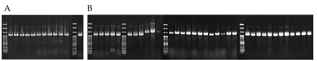 Agarose gel electrophoresis of the PCR products of lactic acid bacteria.