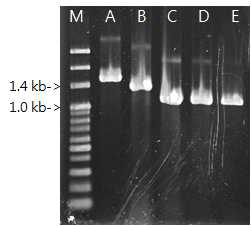 Agarose gel electrophoresis of the multiplex PCR products of lactic acid bacteria.