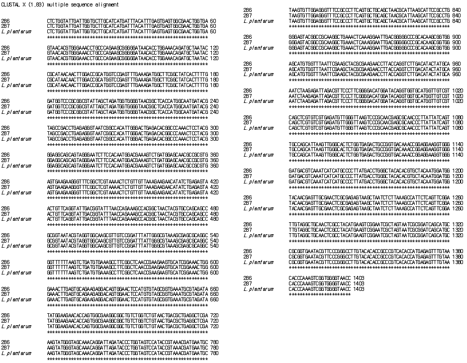 Homology of 16S rDNA sequences of the strain 286 and 287 with those of L. plantarum.