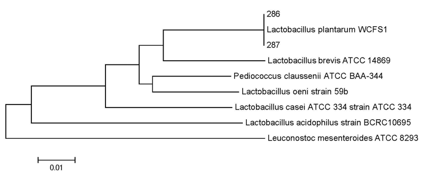 Phylogenetic tree of the isolate 286 and 287 based on the 16S rRNA gene sequences with other related bacteria.