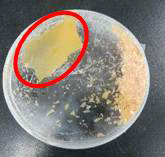 Photograph of air blast dried yeast cells on the plate.
