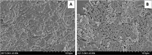 Images of freeze-dried L. plantarum JH287 (A) and K21 (B) observed by a scanning electron microscope (SEM) at the 5,000× magnification.