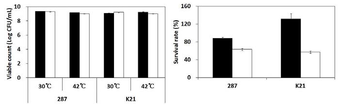 Effects of heat stress at 42℃ for 1 hour just before drying on the viable counts and survival rate of freeze-dried L. plantarum JH287 and K21 cells.