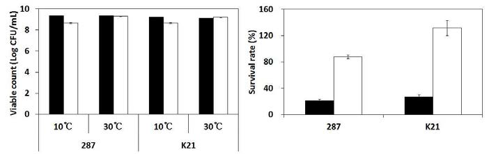 Effects of cold stress at 10℃ for 1 hour just before drying on the viable counts and survival rate of freeze-dried L. plantarum JH287 and K21 cells.