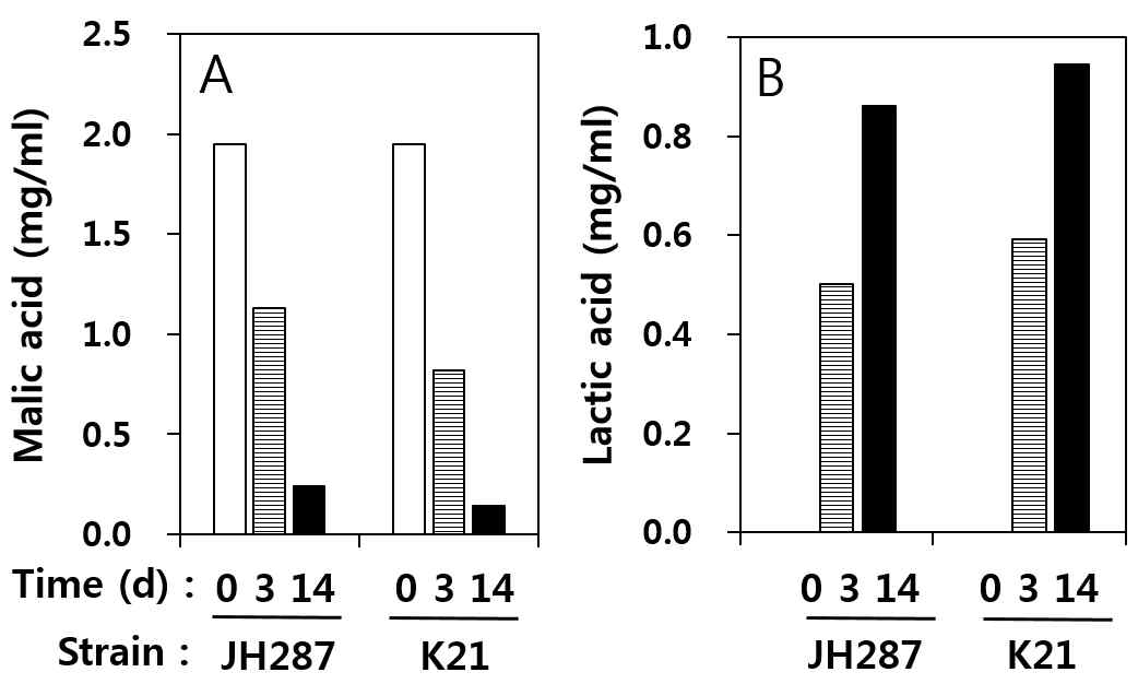 Changes in the content of malic (A) and lactic acids (B) by L. plantarum JH287 and K21 in the Campbell Early wine containing 1.95 mg/ml of malic acid.