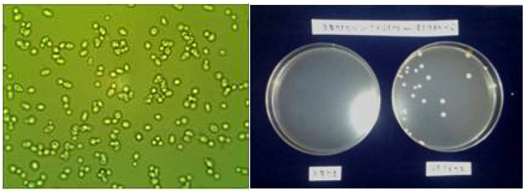효모 최적화배양 에 사용된 Saccharomyces cerevisiae SJ-2