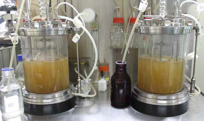 Jar-fermentor를 이용한 효모 배양