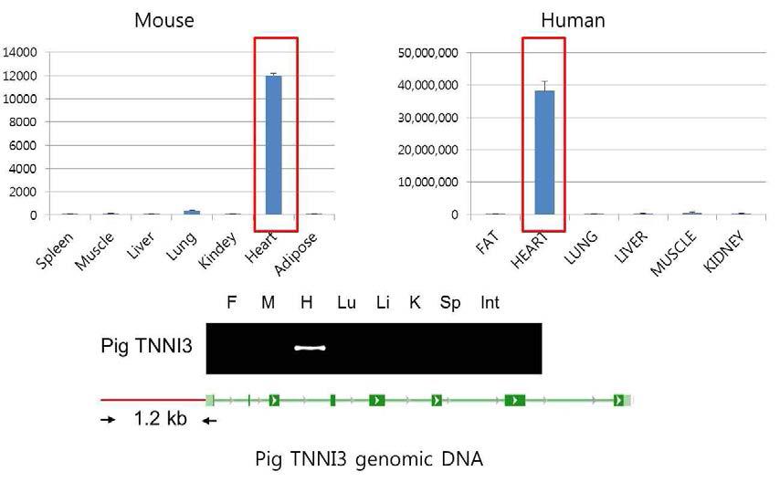 돼지 심장 특이 발현 TNNI3 유전자의 발굴