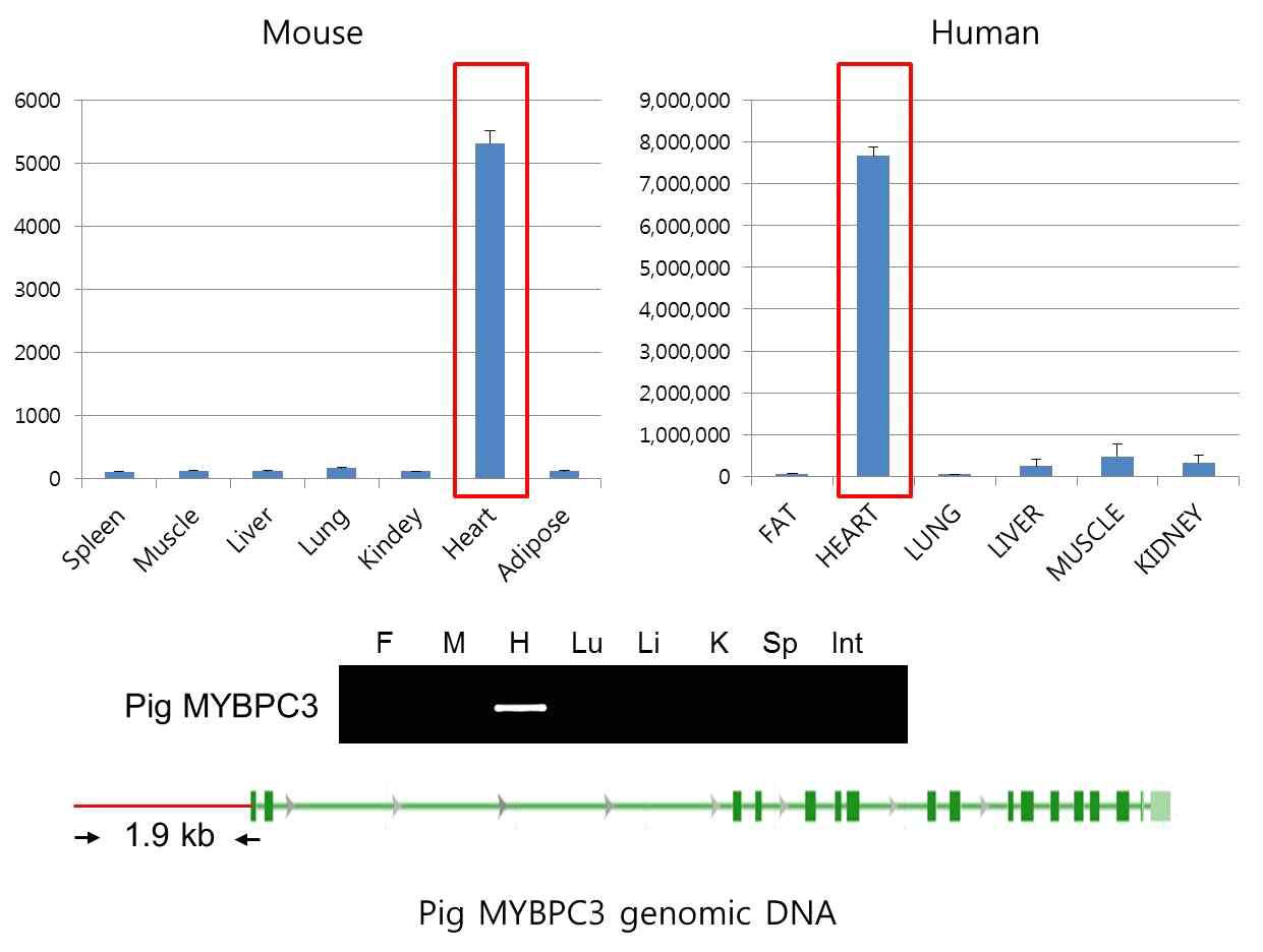 돼지 심장 특이 발현 MYBPC3 유전자의 발굴