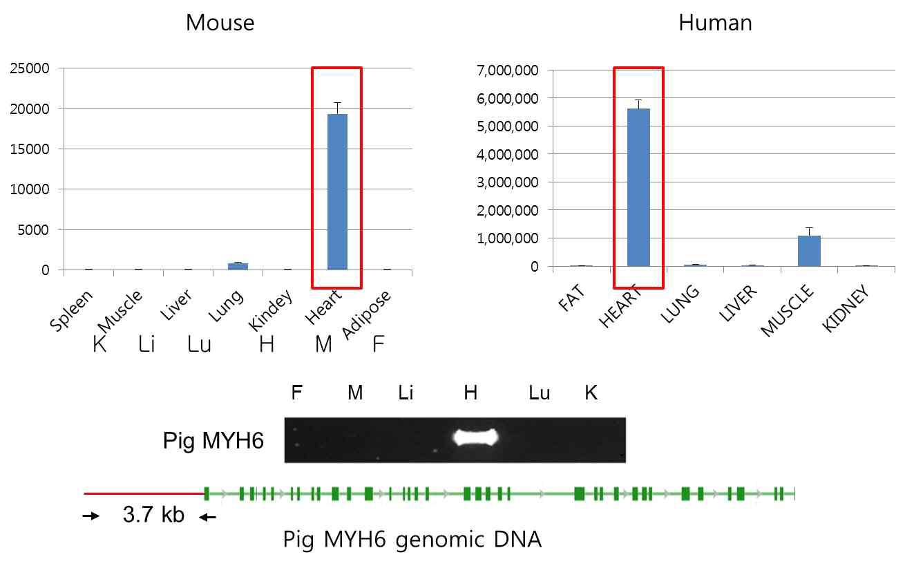 돼지 심장 특이 발현 MYH6 유전자의 발굴