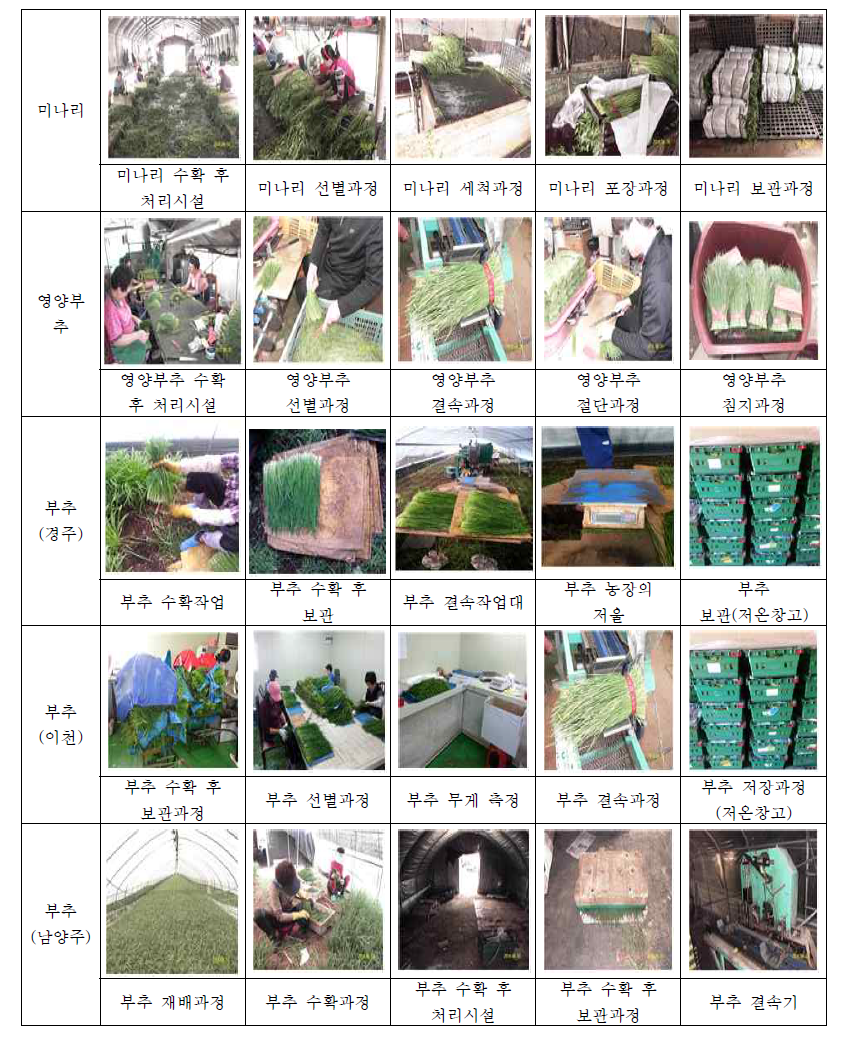 미나리, 영양부추, 부추의 수확 후 처리 과정