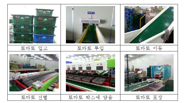 토마토의 수확 후 처리 과정