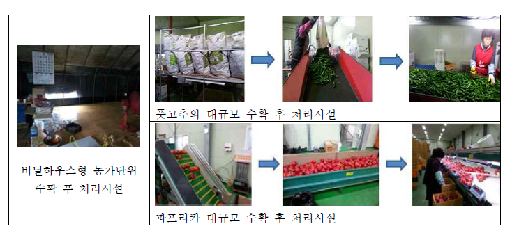 풋고추 및 파프리카의 수확 후 처리 현황