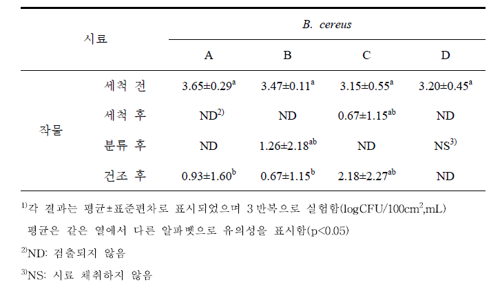 황기에서의 B. cereus 수