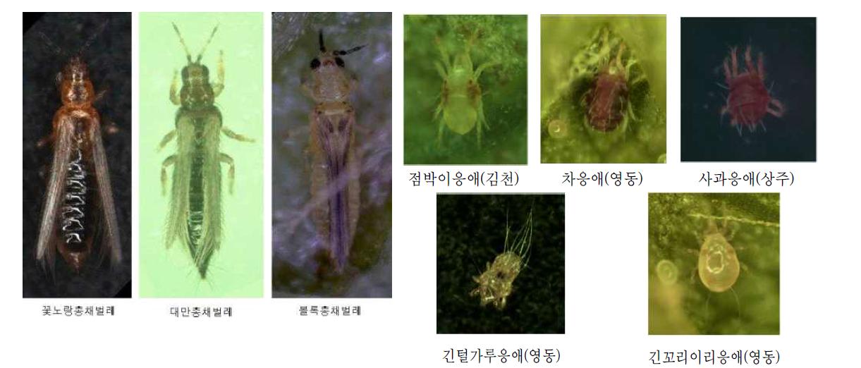 [보고서]시설 포도원에 발생하는 응애류, 총채벌레류의 생태 및 친환경 방제법 개발